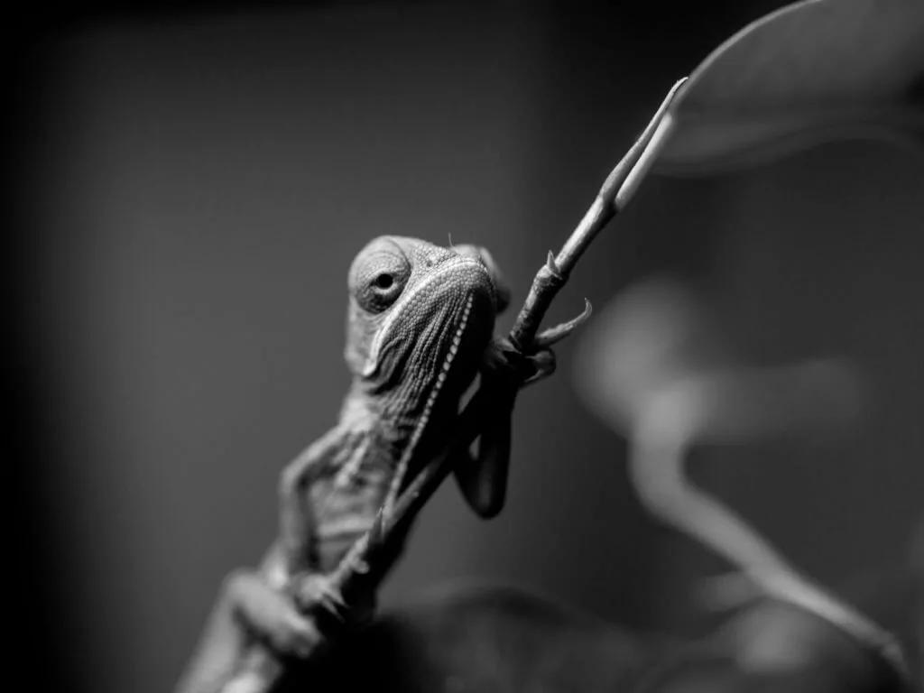 reptile embedded url