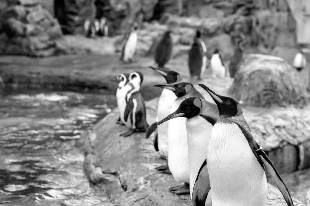 penguins memory protection