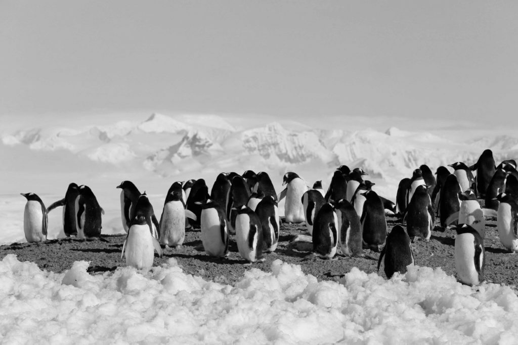 penguins security data
