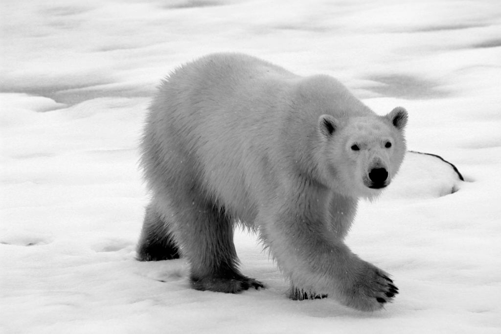 polar bear security vulnerability